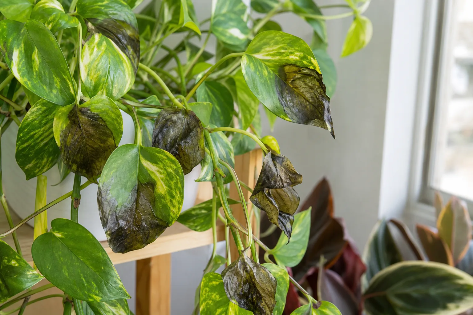 Cold Damage on Pothos - visible symptom on the plant