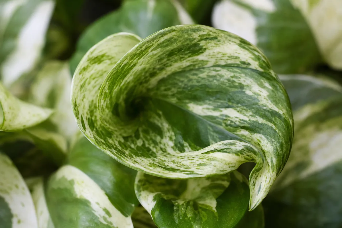 Close-up of Curling Leaves on Pothos - diagnostic detail