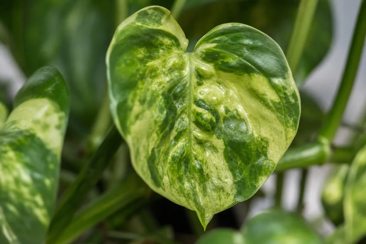 Close-up of Distorted Leaves on Pothos - diagnostic detail