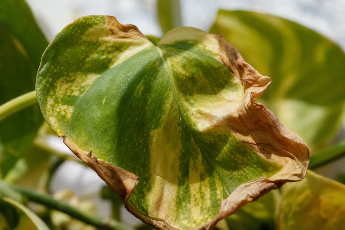 Close-up of Heat Stress on Pothos - diagnostic detail