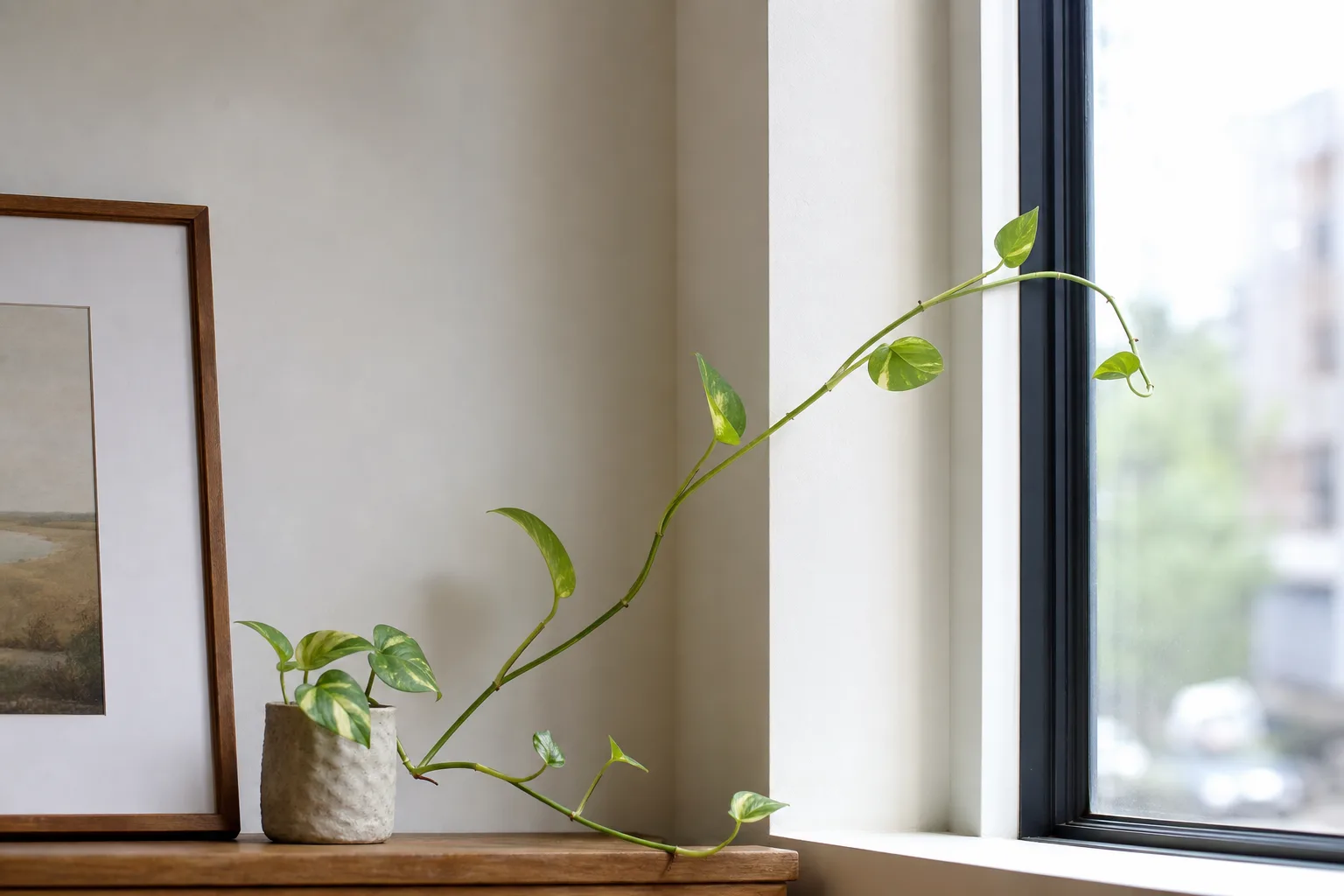 Leggy Growth on Pothos - visible symptom on the plant