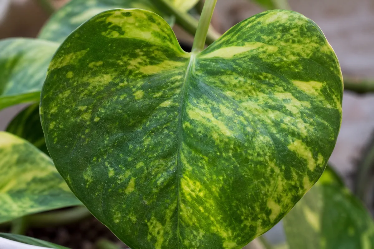 Close-up of Mosaic Virus on Pothos - diagnostic detail