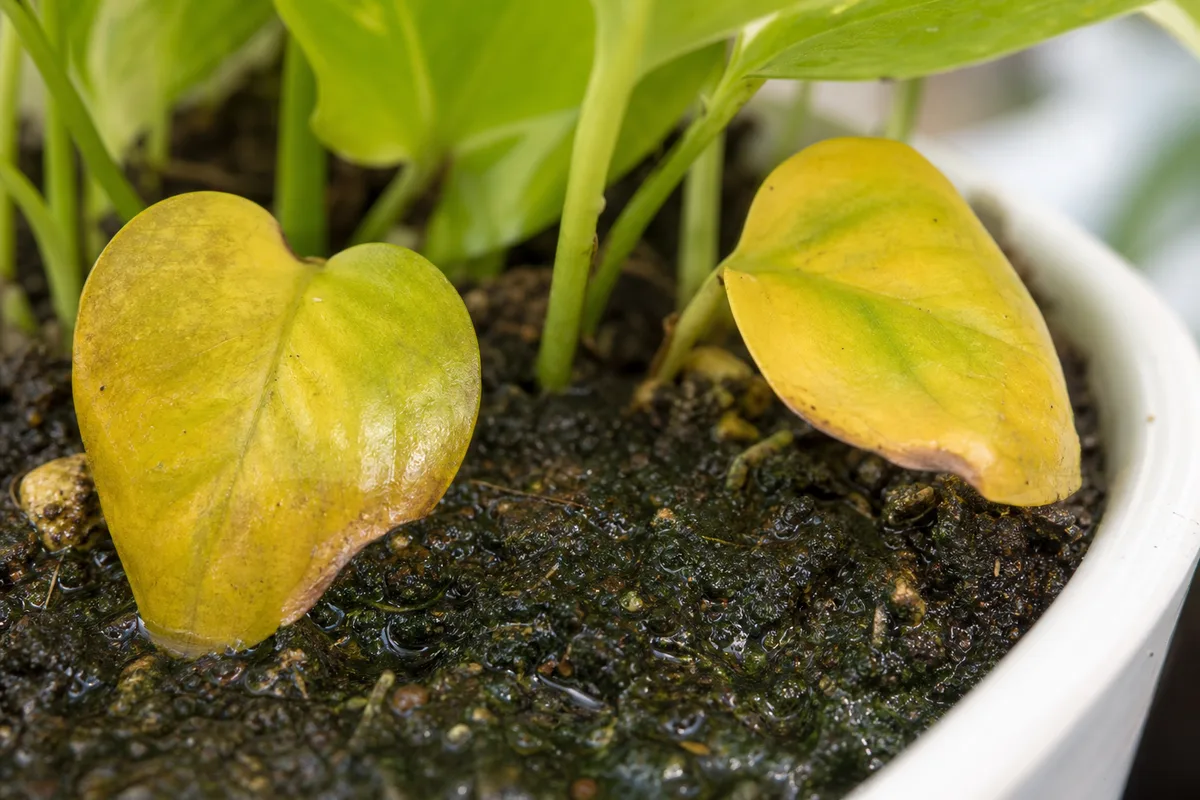Close-up of Poor Drainage on Pothos - diagnostic detail