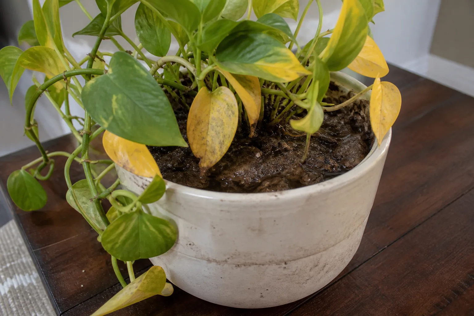 Poor Potting Setup on Pothos - visible symptom on the plant