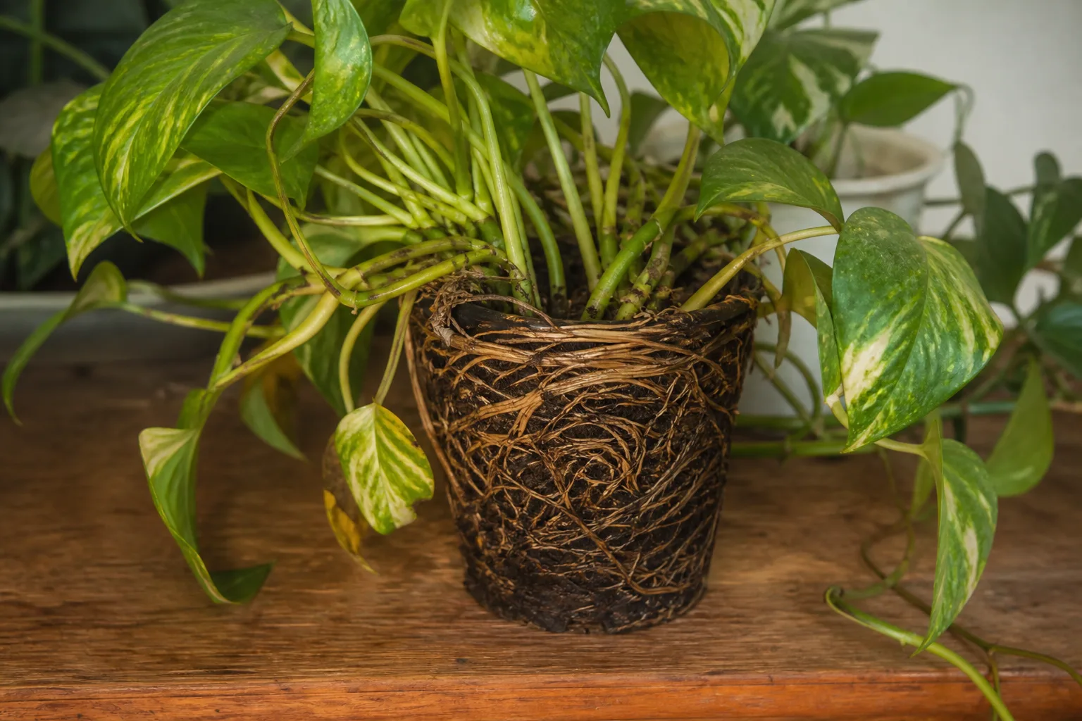Pot Too Small on Pothos - visible symptom on the plant