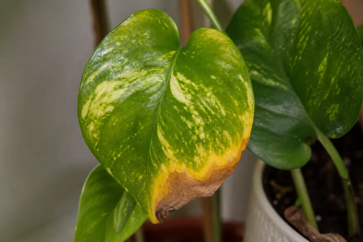 Close-up of Potassium Deficiency on Pothos - diagnostic detail