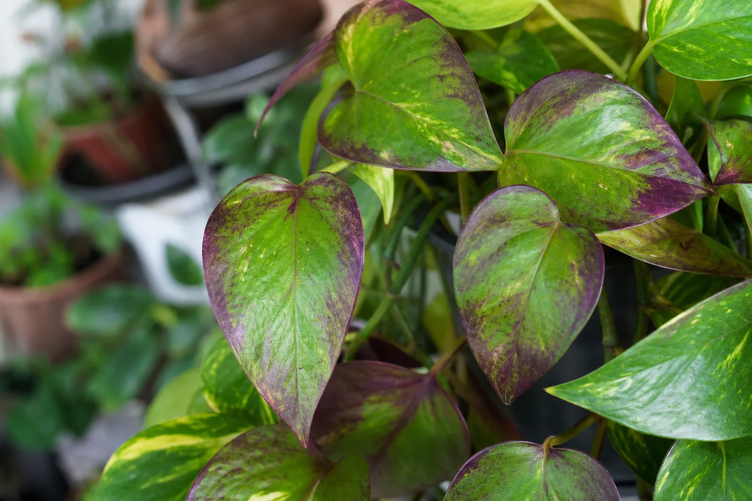 Purple Leaves on Pothos - visible symptom on the plant