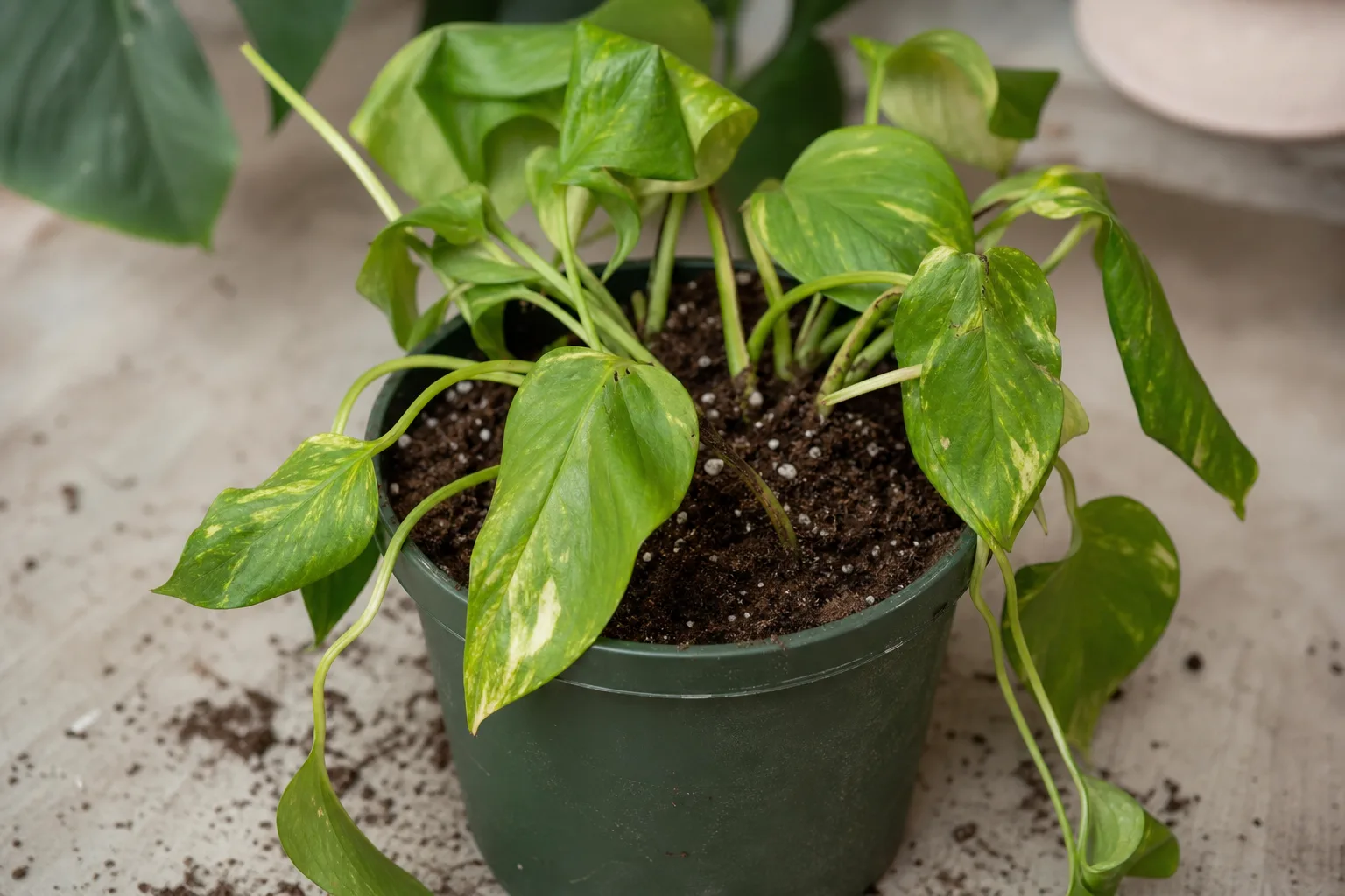 Repotting Stress on Pothos - visible symptom on the plant