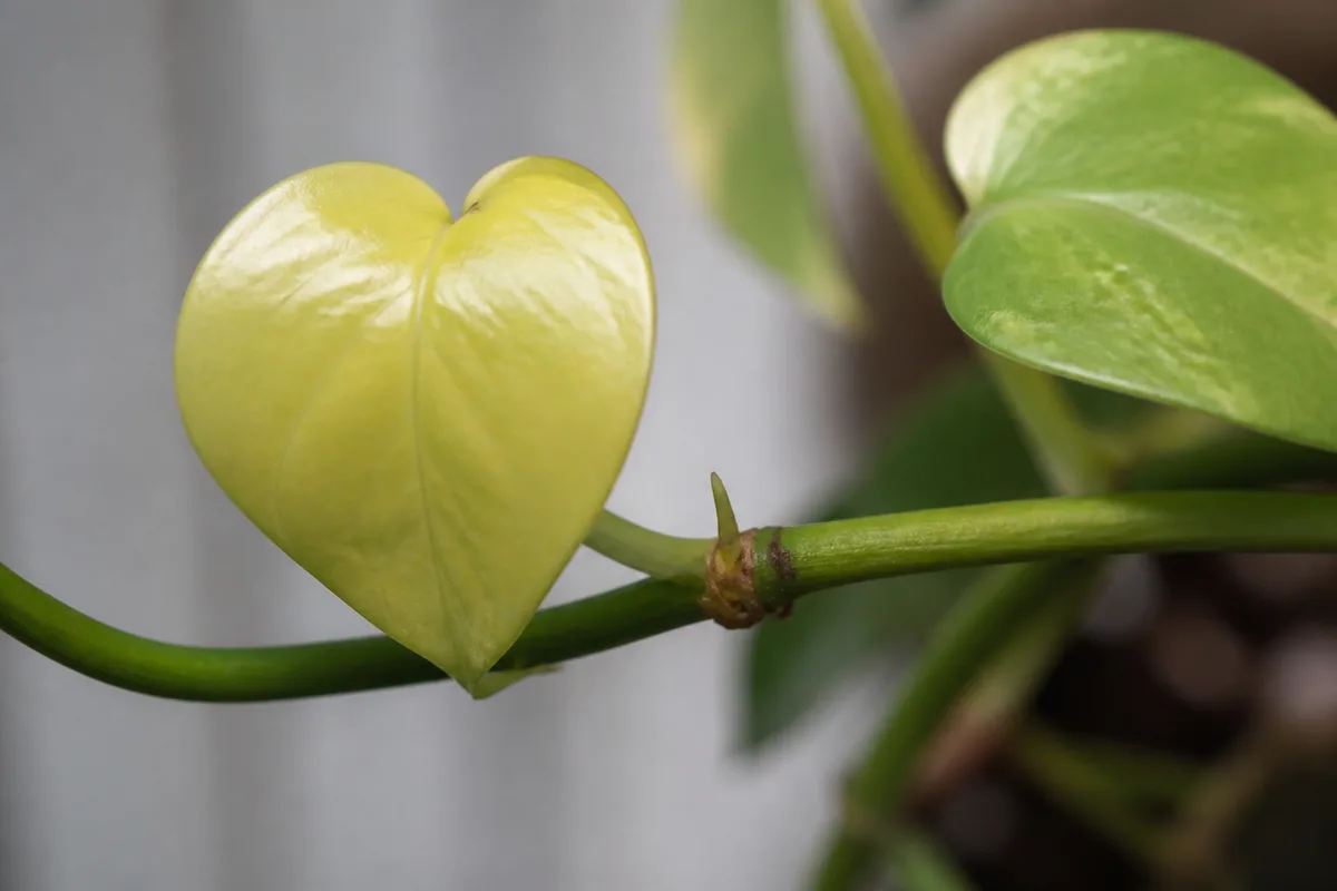 Close-up of Slow Growth on Pothos - diagnostic detail
