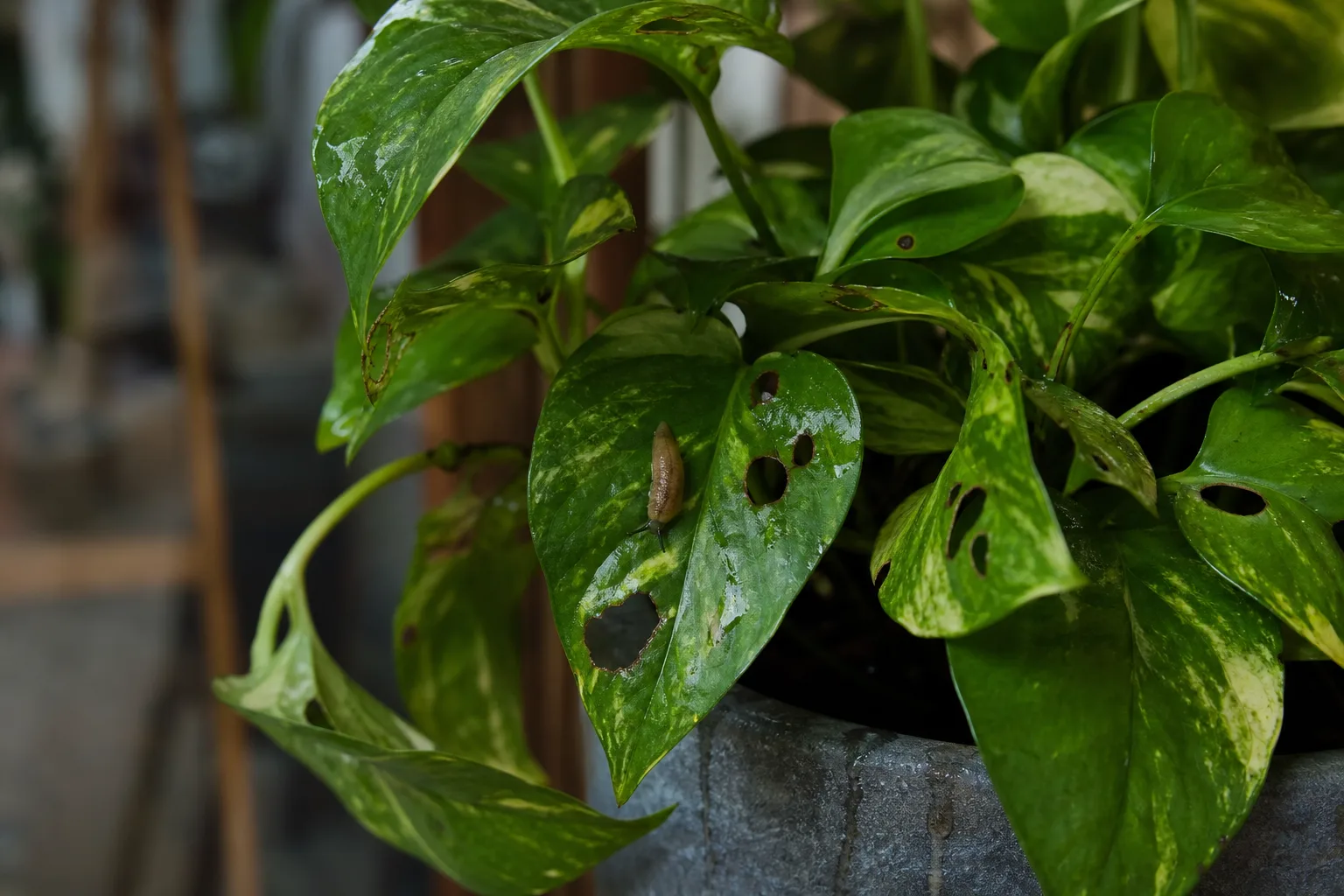 Slugs and Snails on Pothos - visible symptom on the plant