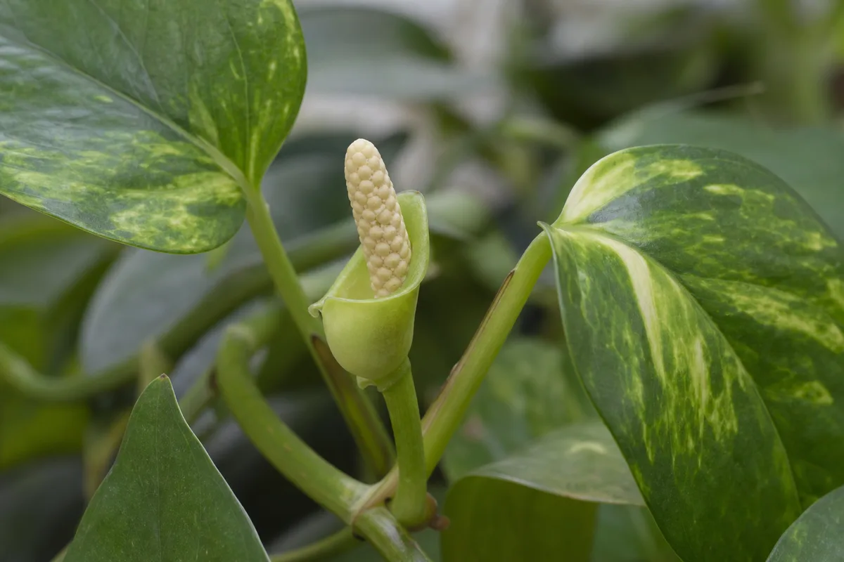 Close-up of Small Flowers on Pothos - diagnostic detail