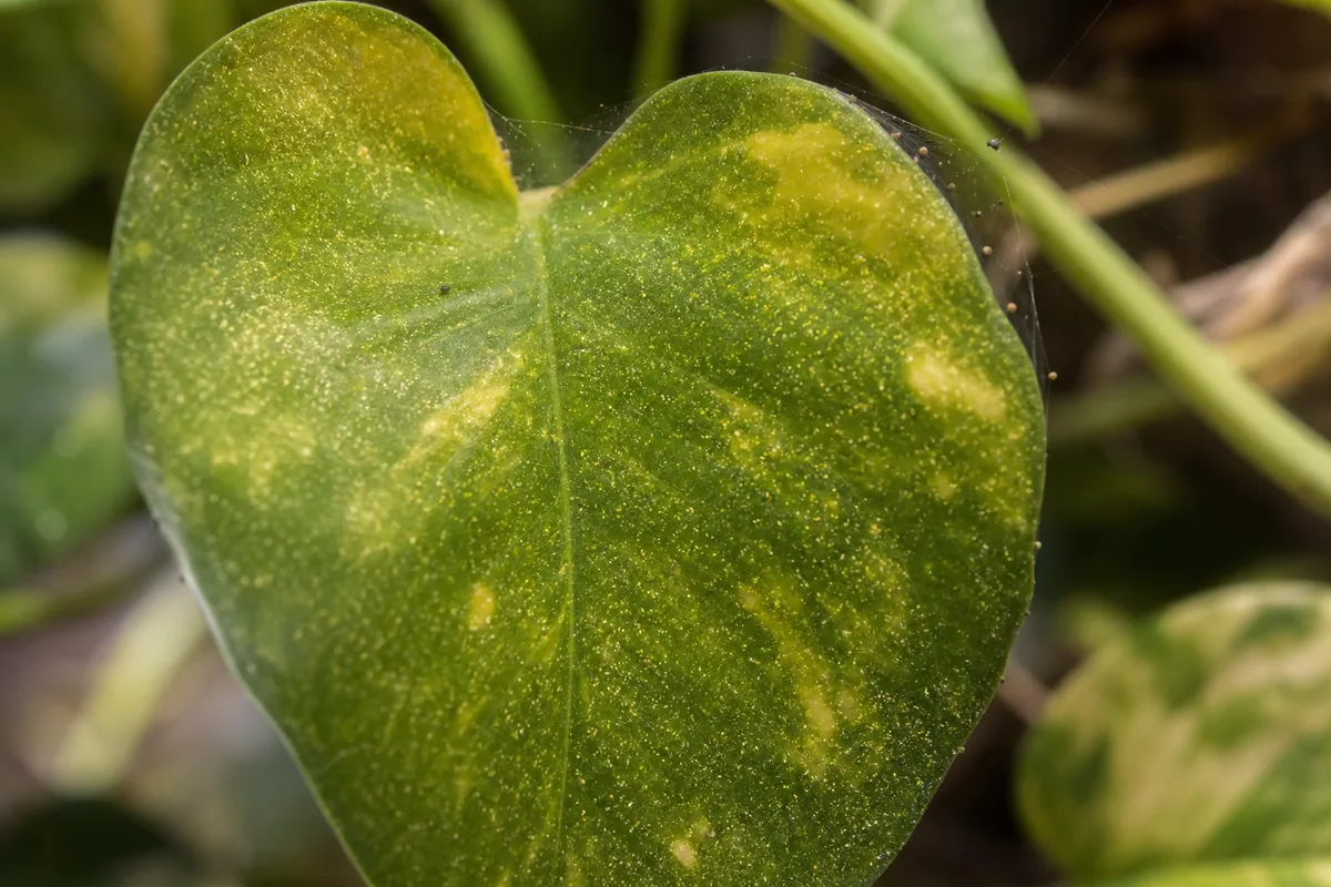 Fine webbing and pale stippling on pothos leaves from spider mites