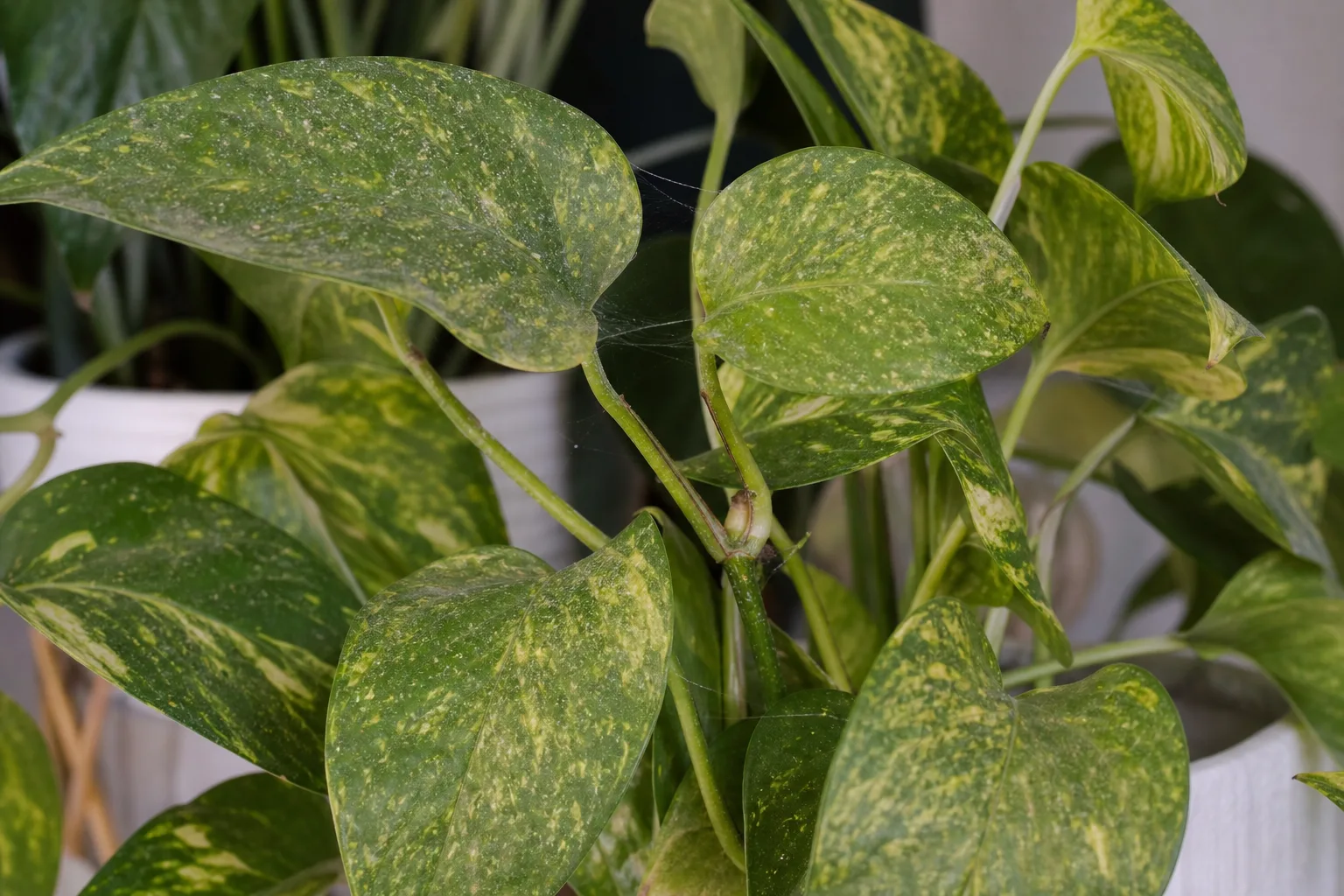 Pothos leaf showing pale spider mite stippling on the upper surface