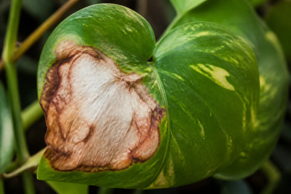 Close-up of Sunburn / Scorched Leaves on Pothos - diagnostic detail