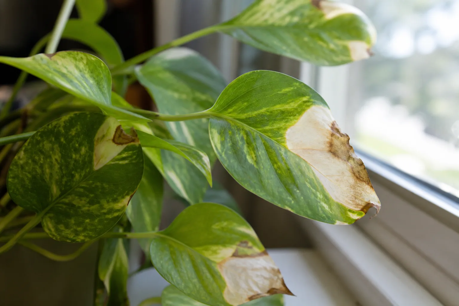 Sunburn / Scorched Leaves on Pothos - visible symptom on the plant