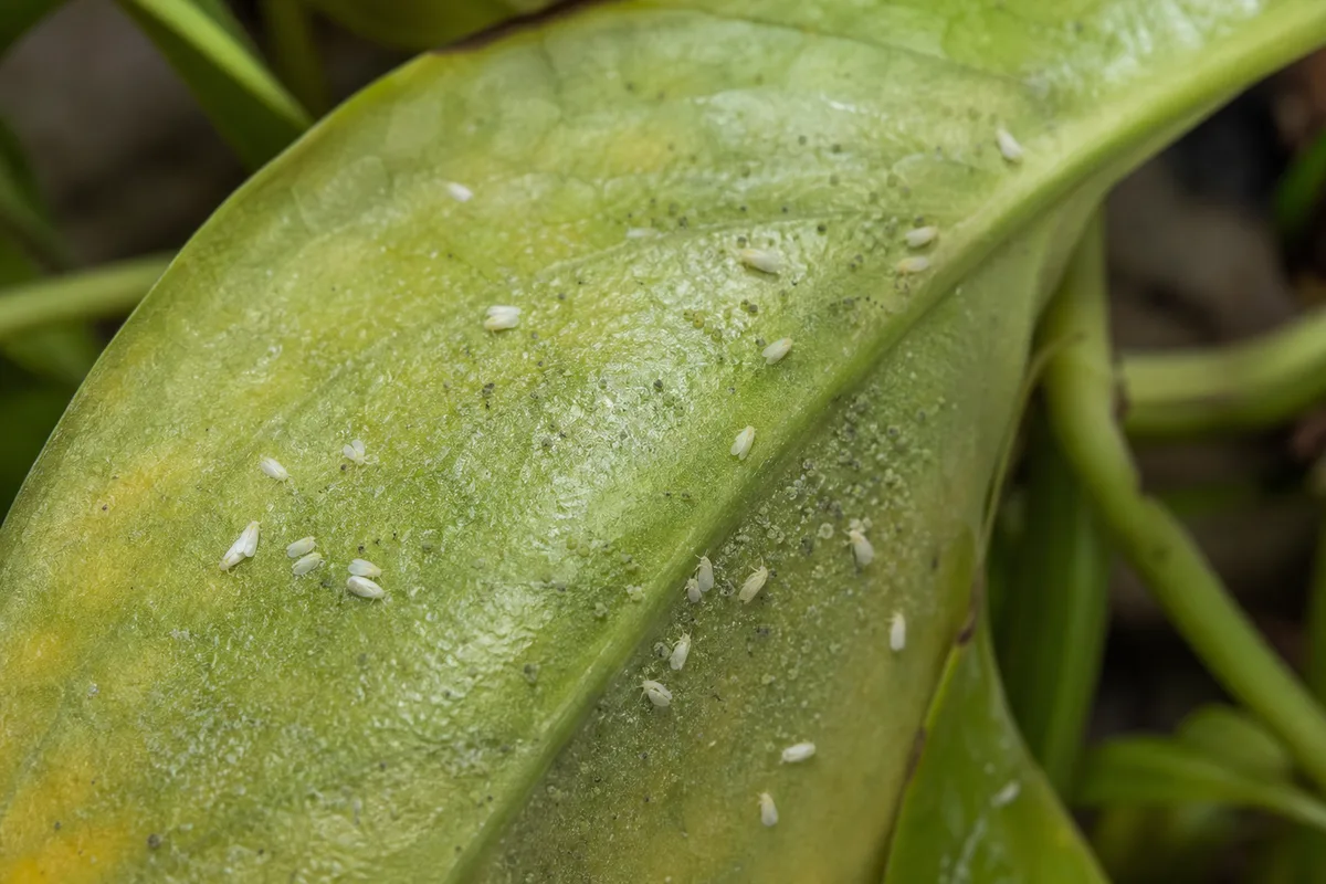 Close-up of Whiteflies on Pothos - diagnostic detail