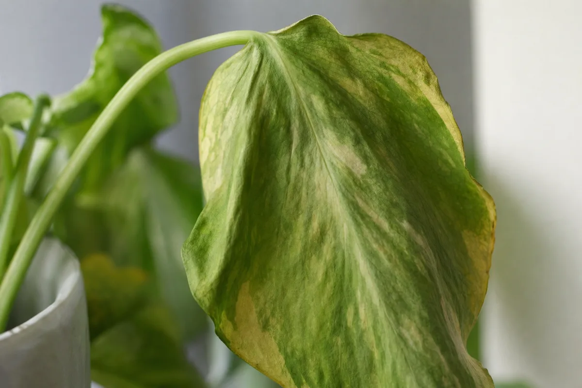 Close-up of Wilting on Pothos - diagnostic detail