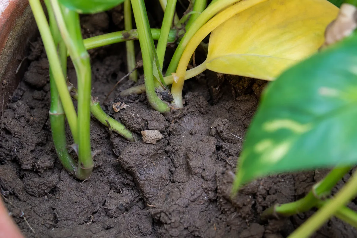 Close-up of Wrong Soil Mix on Pothos - diagnostic detail