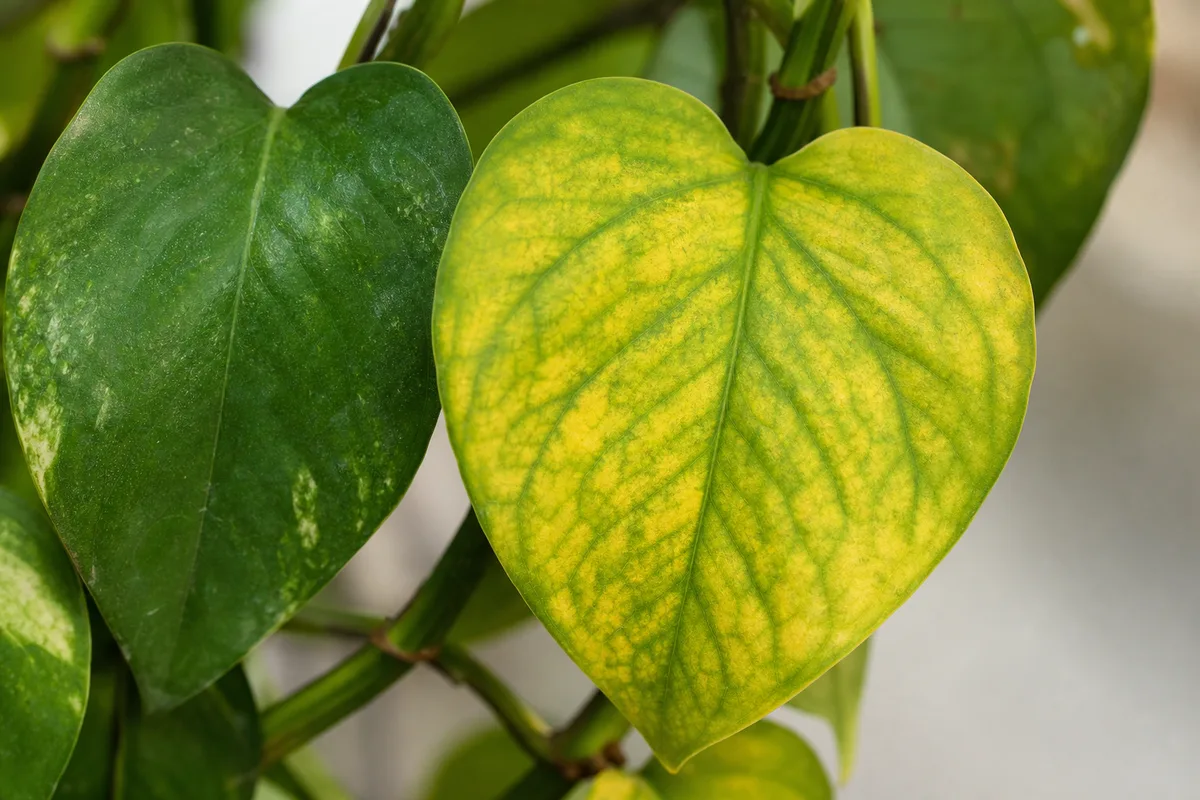 Yellow leaves on pothos often signal overwatering, root stress, or low light