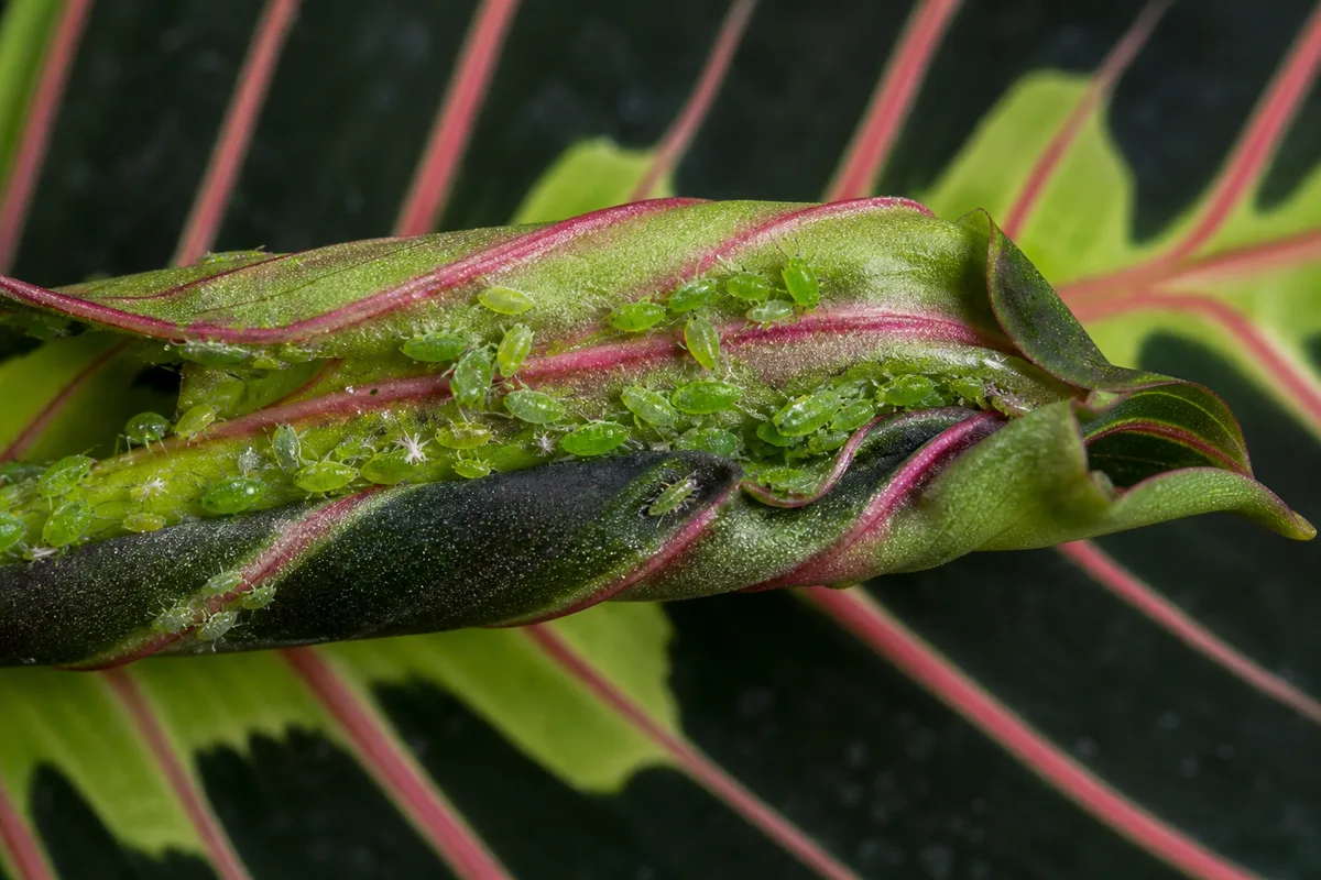 Close-up of Aphids on Prayer Plant - diagnostic detail