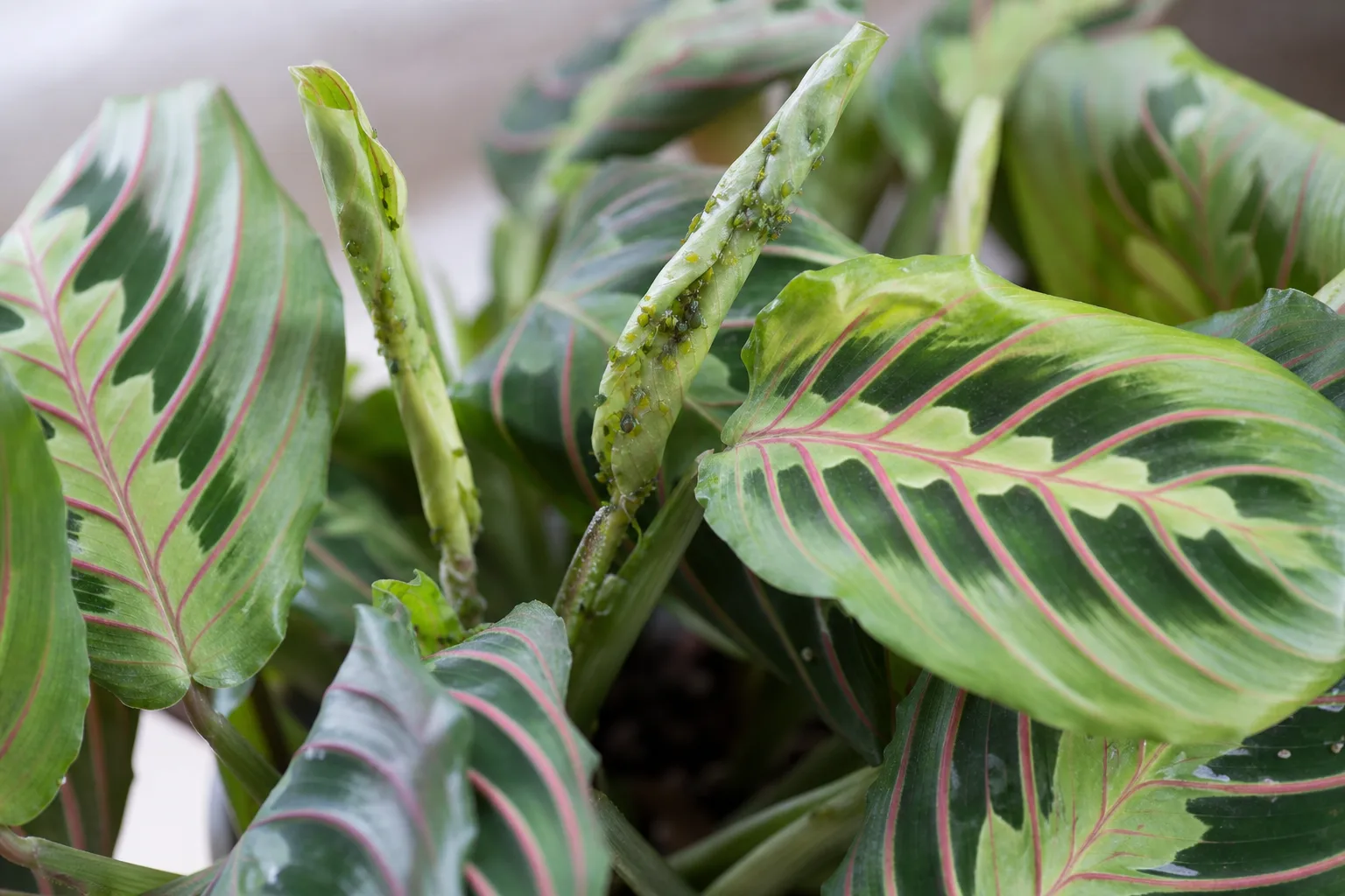 Aphids on Prayer Plant - visible symptom on the plant
