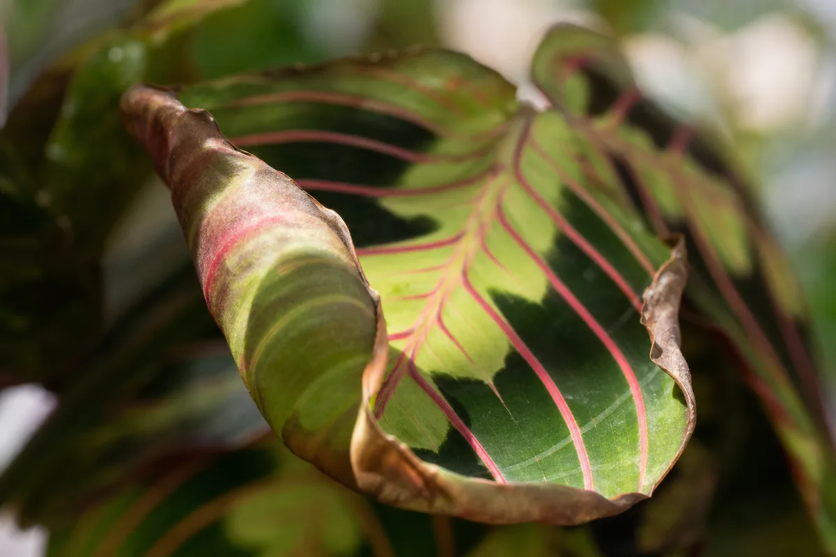 Close-up of Curling Leaves on Prayer Plant - diagnostic detail