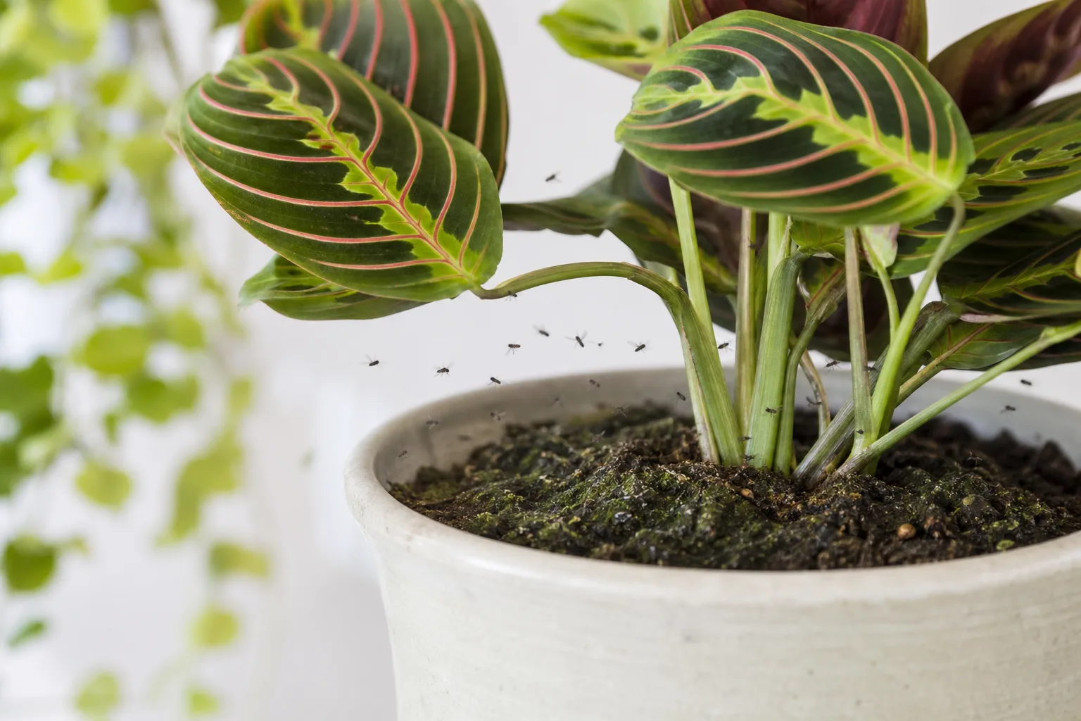 Fungus Gnats on Prayer Plant - visible symptom on the plant