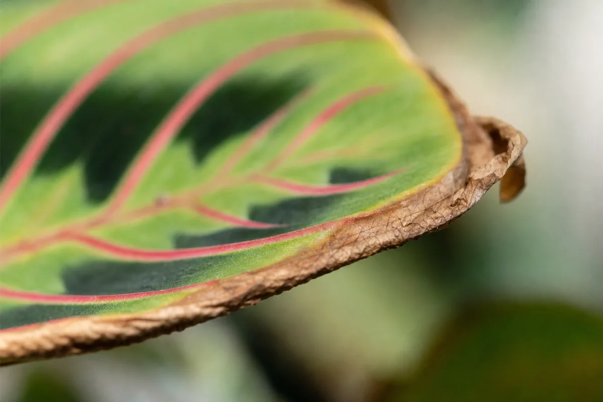 Close-up of Low Humidity on Prayer Plant - diagnostic detail