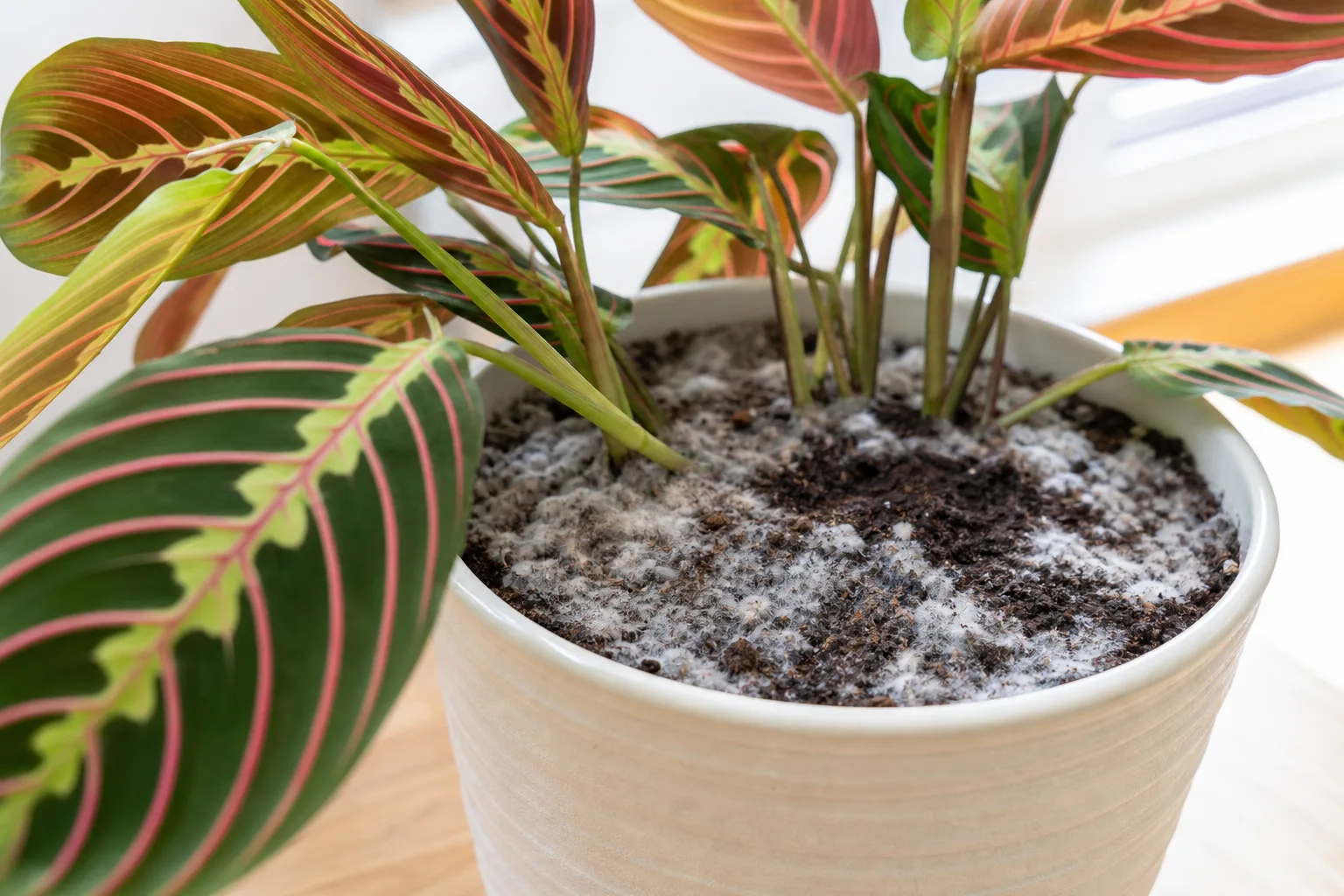 Mold on Soil on Prayer Plant - visible symptom on the plant