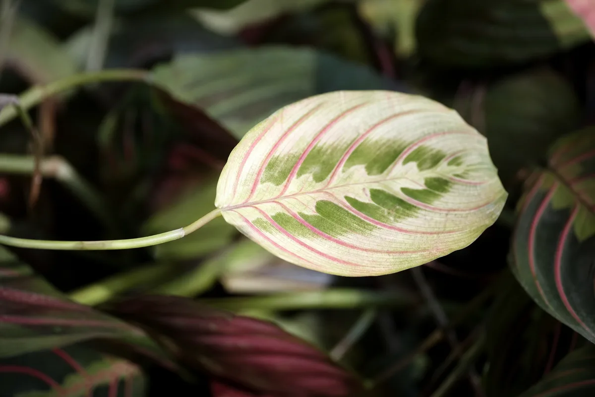 Close-up of Not Enough Light on Prayer Plant - diagnostic detail