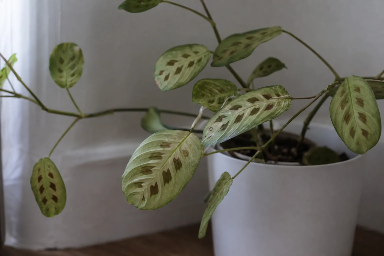 Not Enough Light on Prayer Plant - visible symptom on the plant
