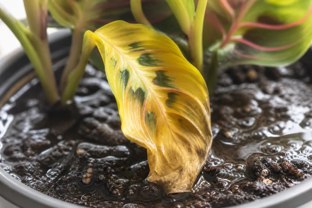 Close-up of Overwatering on Prayer Plant - diagnostic detail