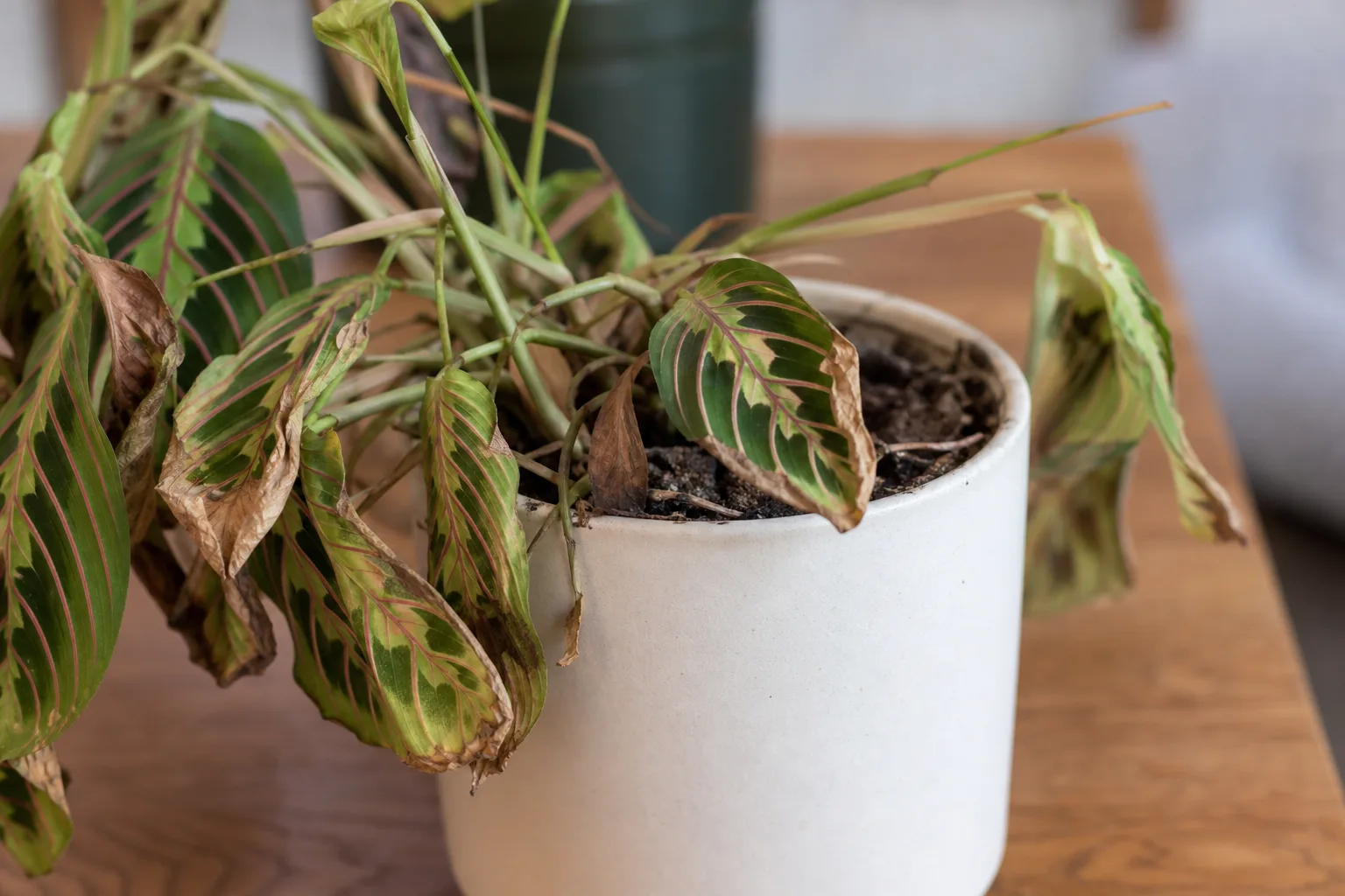 Underwatering on Prayer Plant - visible symptom on the plant