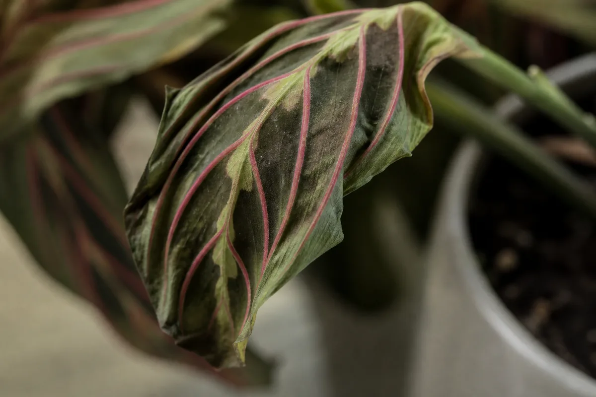 Close-up of Wilting on Prayer Plant - diagnostic detail