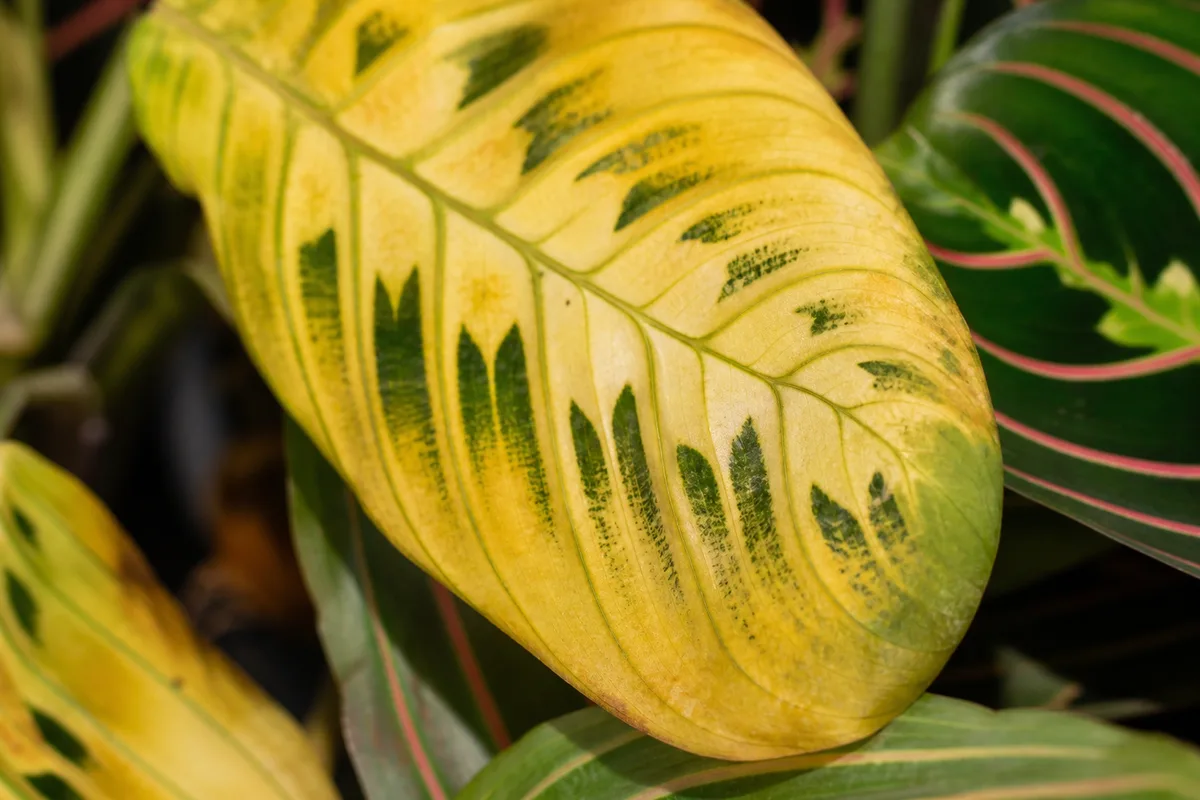 Close-up of Yellow Leaves on Prayer Plant - diagnostic detail