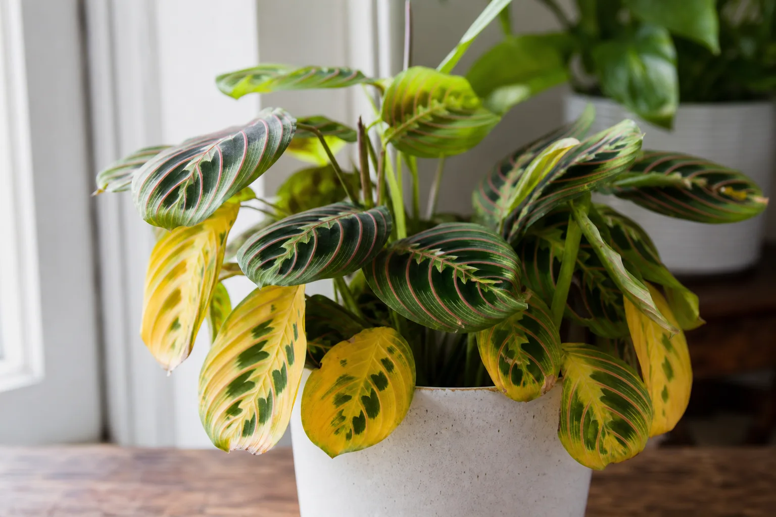 Yellow Leaves on Prayer Plant - visible symptom on the plant