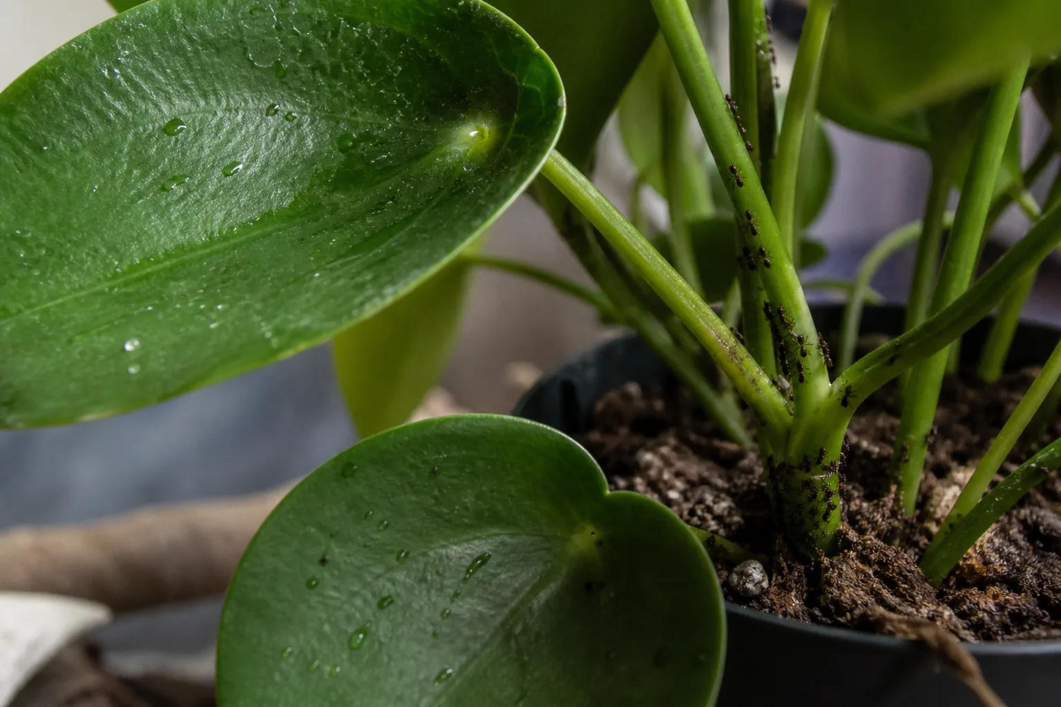 Ants on Plant on Raindrop Peperomia - visible symptom on the plant