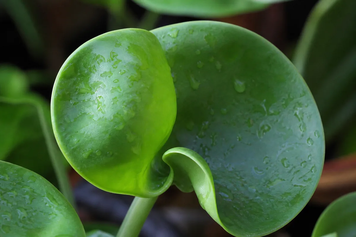 Close-up of Curling Leaves on Raindrop Peperomia - diagnostic detail