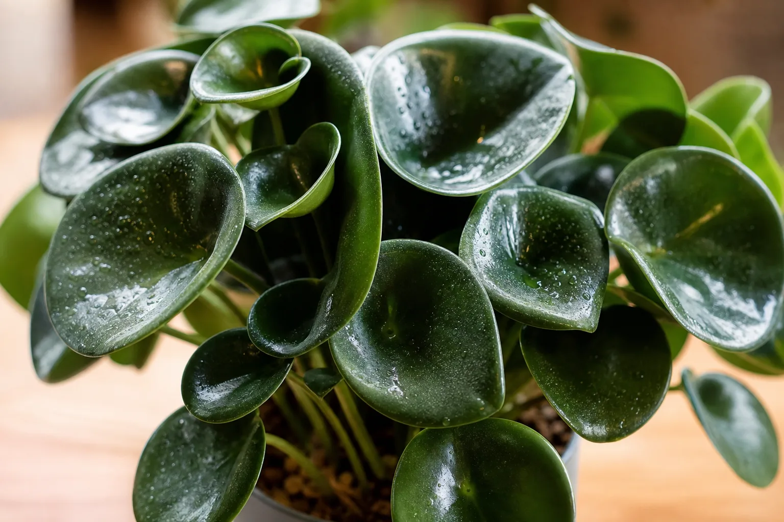 Curling Leaves on Raindrop Peperomia - visible symptom on the plant