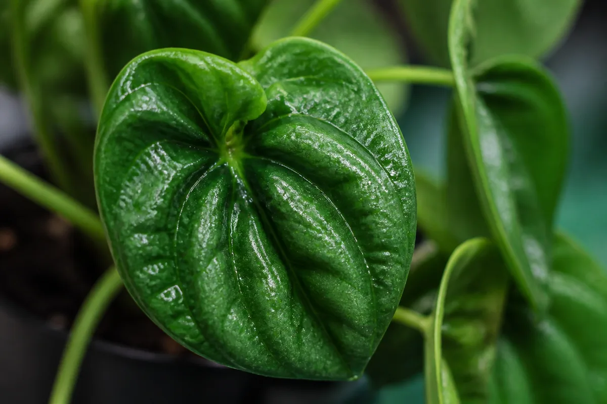 Close-up of Distorted Leaves on Raindrop Peperomia - diagnostic detail