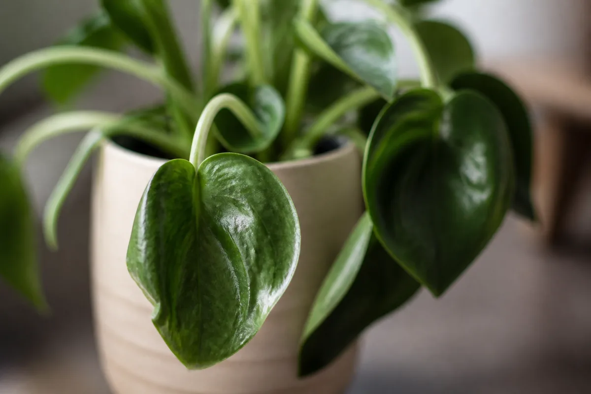 Close-up of Drooping Leaves on Raindrop Peperomia - diagnostic detail