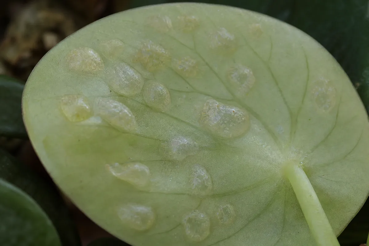 Close-up of Edema on Raindrop Peperomia - diagnostic detail