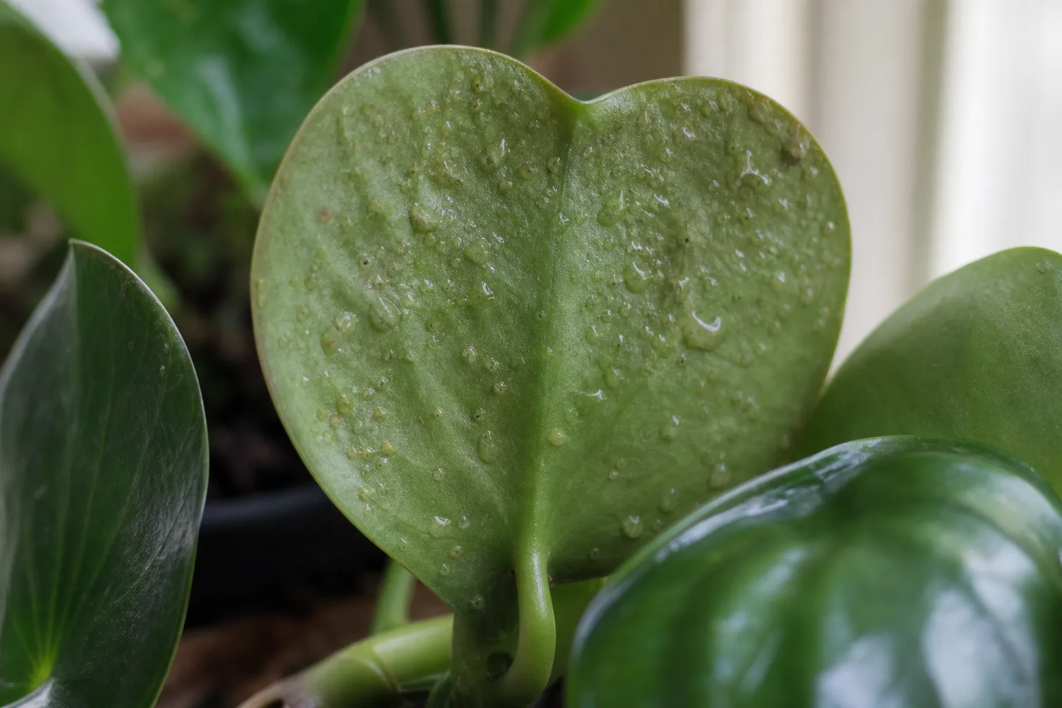 Edema on Raindrop Peperomia - visible symptom on the plant