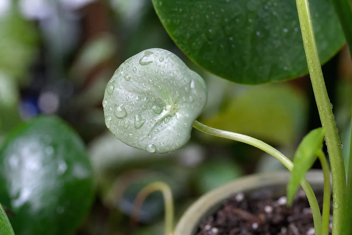 Close-up of High Humidity on Raindrop Peperomia - diagnostic detail