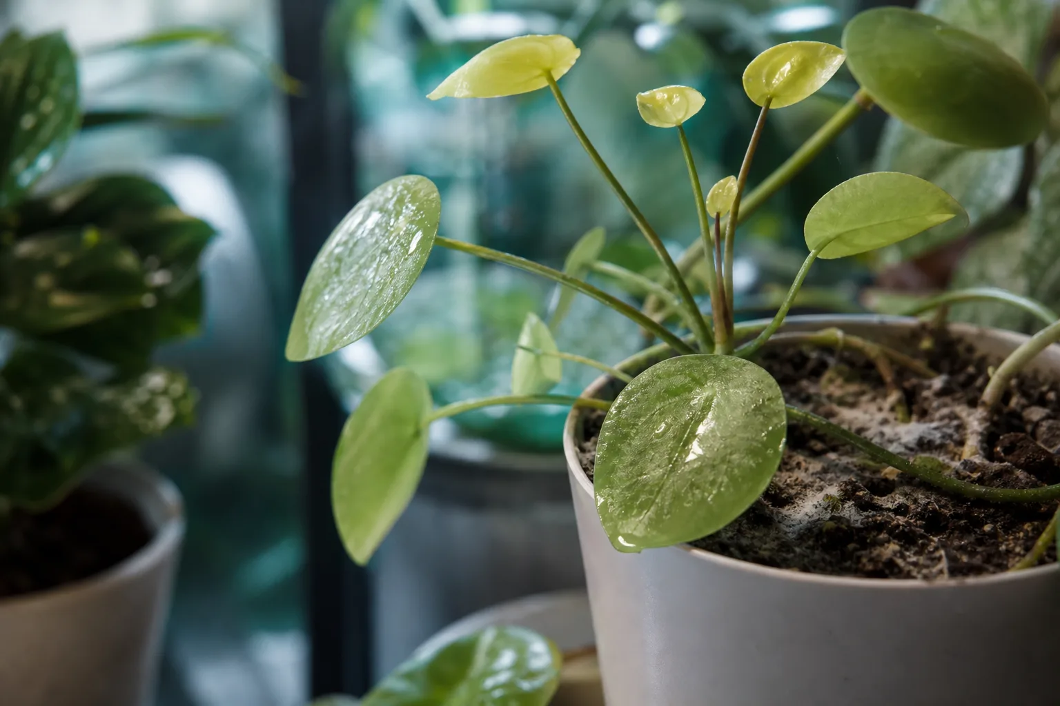 High Humidity on Raindrop Peperomia - visible symptom on the plant