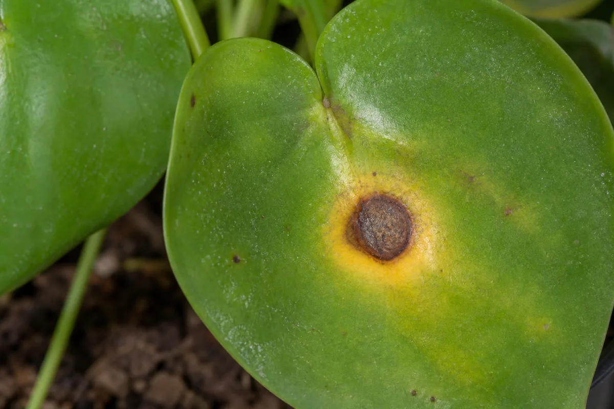 Close-up of Leaf Spot Disease on Raindrop Peperomia - diagnostic detail