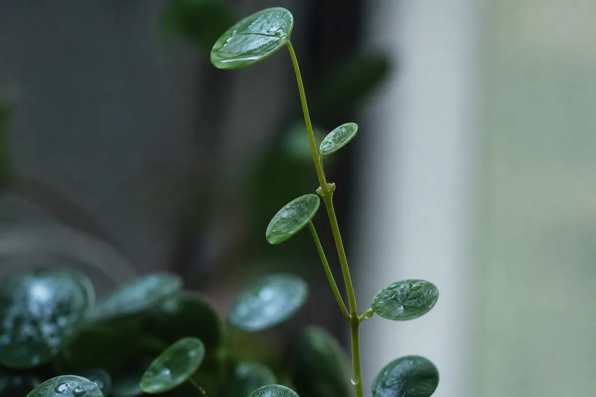 Close-up of Leggy Growth on Raindrop Peperomia - diagnostic detail