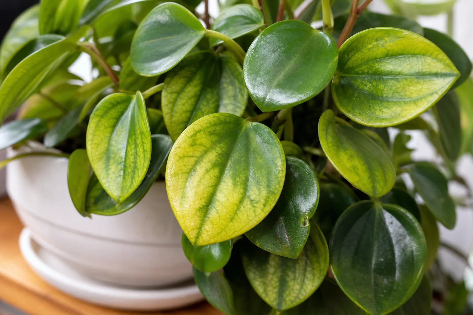 Magnesium Deficiency on Raindrop Peperomia - visible symptom on the plant