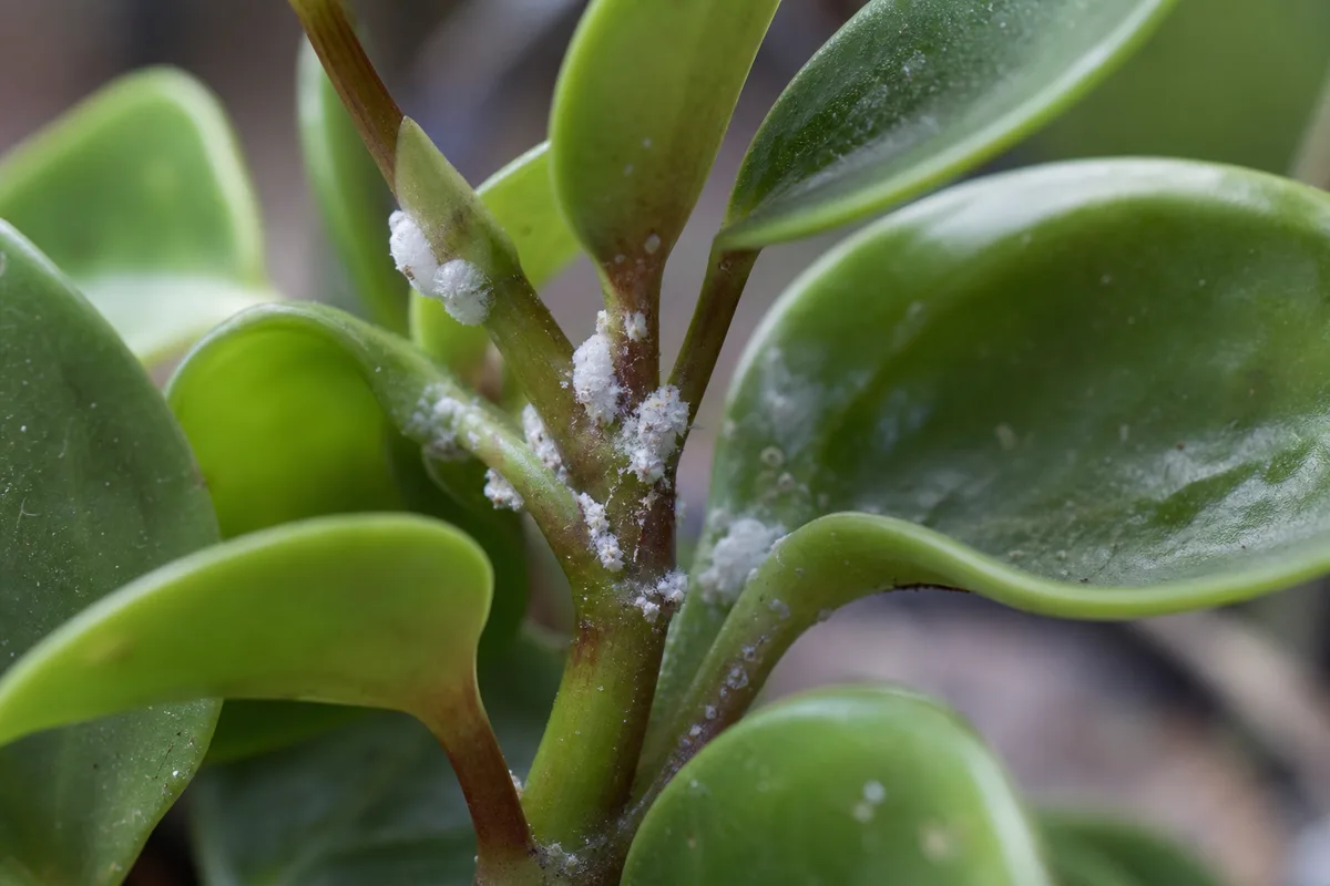 Close-up of Mealybugs on Raindrop Peperomia - diagnostic detail