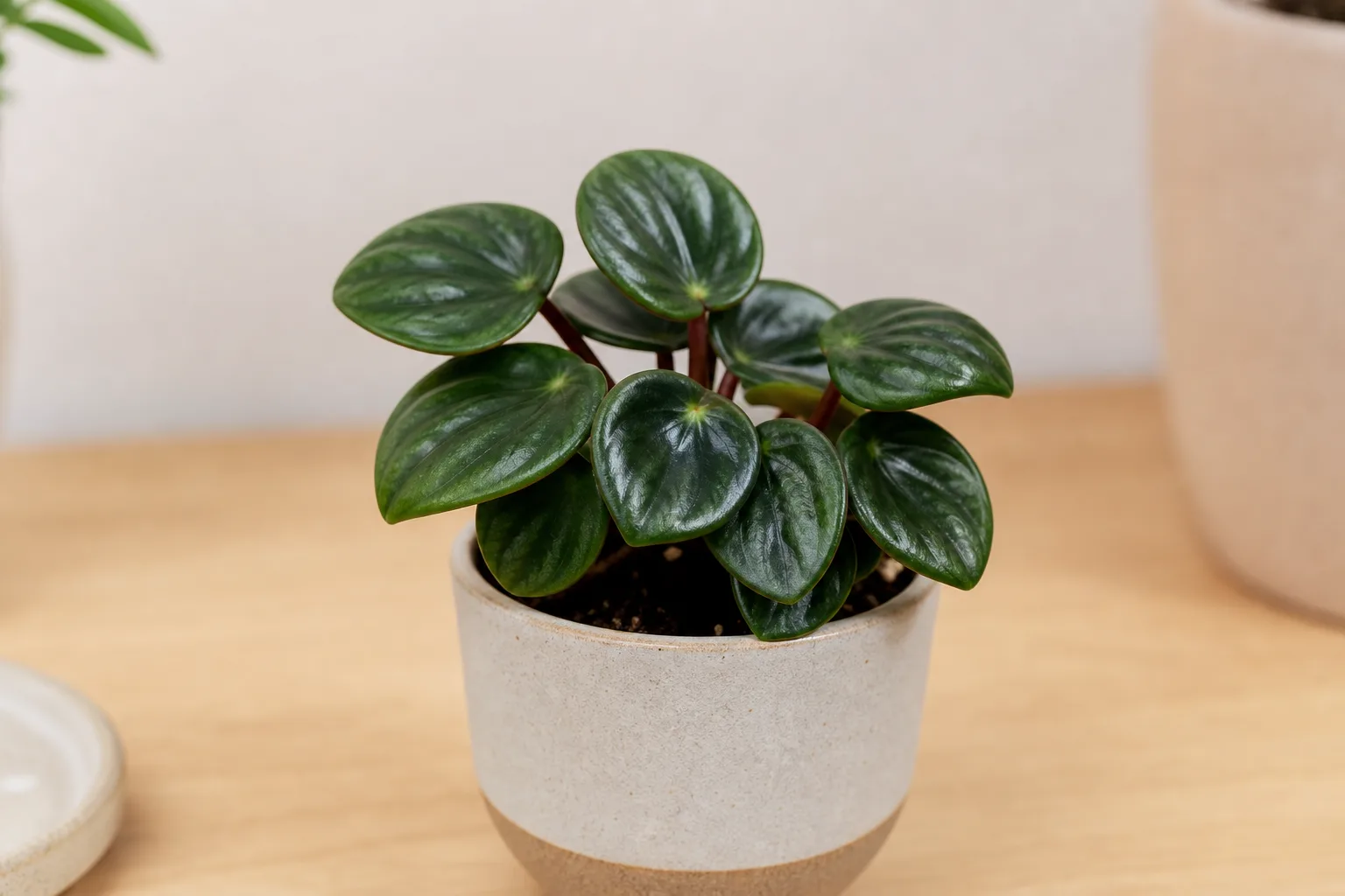 No New Growth on Raindrop Peperomia - visible symptom on the plant